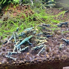 スラウェシシュリンプ、黒ギャラ、赤ギャラの画像