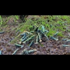 スラウェシシュリンプ、黒ギャラ、赤ギャラの画像