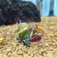 スラウェシシュリンプ、黒ギャラ、赤ギャラの画像