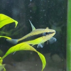 ヤマトヌマエビ、サイアミーズフライングフォックスの画像