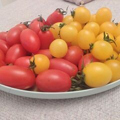 限定2名様　①　2900円相当　イエロートマト&ブランドアイコ　ミニトマト🍅1kg　野菜　果物の画像