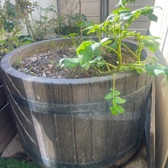 木、植物、花、野菜、鉢、鉢壺
入れ物の画像