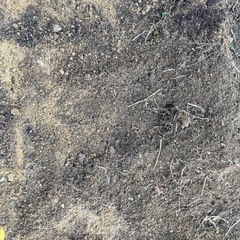 東大阪市発　無料で庭土差し上げますの画像