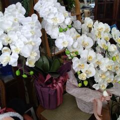 定価数万円　モデルハウス　展示引き上げ品　5千円から8千円人口　観葉植物　造花　コチョウラン　胡蝶蘭の画像