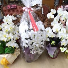 定価数万円　モデルハウス　展示引き上げ品　5千円から8千円人口　観葉植物　造花　コチョウラン　胡蝶蘭の画像