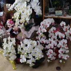 定価数万円　モデルハウス　展示引き上げ品　5千円から8千円人口　観葉植物　造花　コチョウラン　胡蝶蘭の画像