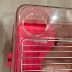 ルーミィ　ハムスターの画像