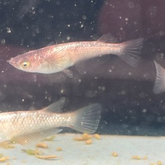 クリスマスめだかプレゼント金閣アースアイ×灯ロングフィントリオ　の画像