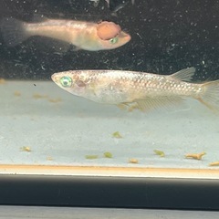 クリスマスめだかプレゼント金閣アースアイ×灯ロングフィントリオ　の画像