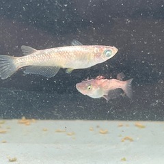 クリスマスめだかプレゼント金閣アースアイ×灯ロングフィントリオ　の画像