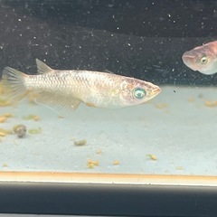 クリスマスめだかプレゼント金閣アースアイ×灯ロングフィントリオ　の画像