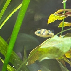 アベニーパファー　ふぐ　熱帯魚の画像