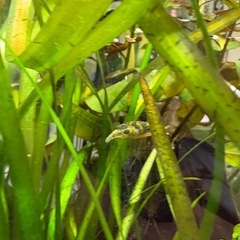 アベニーパファー　ふぐ　熱帯魚の画像