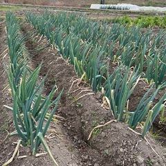 石倉ネギの画像