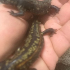 沖縄県内限定CB個体強金箔シリケンイモリ1匹2500円の画像