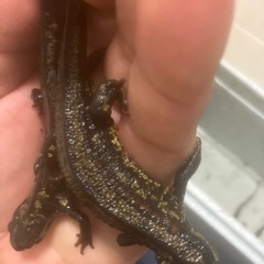 沖縄県内限定CB個体強金箔シリケンイモリ1匹2500円の画像