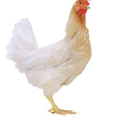 ニワトリ　ソニア　平飼い　有精卵の画像