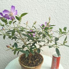 ノボタンの画像