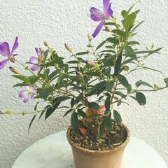 ノボタンの画像