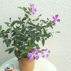 ノボタンの画像