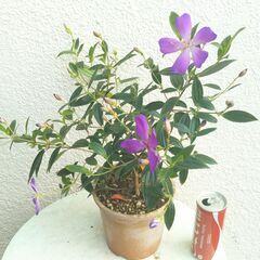 ノボタンの画像