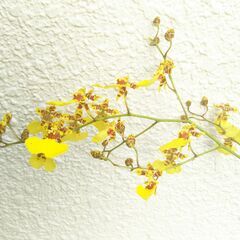 オンシジユ－ムの画像