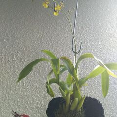 オンシジユ－ムの画像