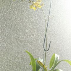 オンシジユ－ムの画像