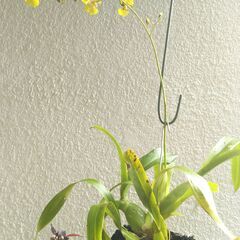 オンシジユ－ムの画像