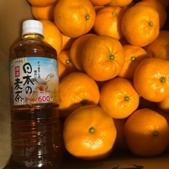 【みかん】愛媛産　大玉　約9㎏　50個以上ありの画像