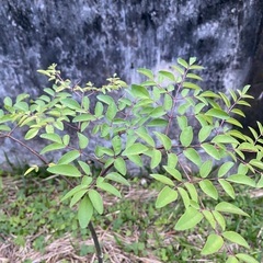 ⭐️スーパーフード•モリンガ⭐️の画像