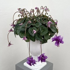 在庫処分！シクラメン　ローゼスローズブルー　その6 ポンポンお花のブルー！の画像