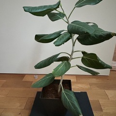 観葉植物　フィカスベンガレンシスの画像