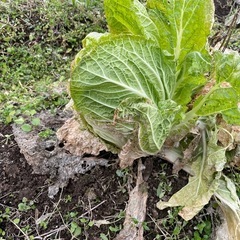 結球してない規格外の白菜🥬の画像
