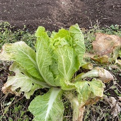結球してない規格外の白菜🥬の画像