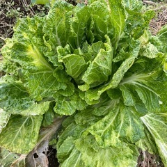 結球してない規格外の白菜🥬の画像
