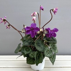 在庫処分！シクラメン　ローゼスローズブルー　その9 シクラメンのいっの画像