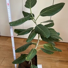 観葉植物　フィカスベンガレンシスの画像