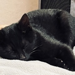 黒猫の女の子《2ヶ月》人馴れ修行中