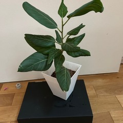 観葉植物　フィカスベンガレンシスの画像
