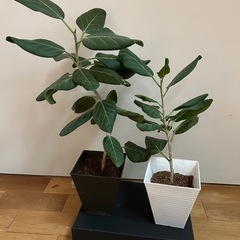 観葉植物　フィカスベンガレンシスの画像