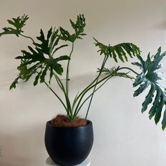 素焼き鉢　黒　の画像