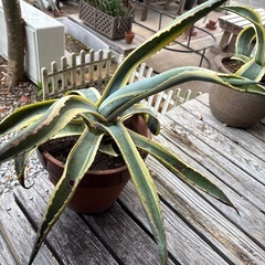 多肉植物:【A】アガベ　アメリカーナ錦　覆輪*幅60cm×高さの画像