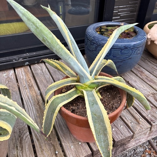 多肉植物：【A】アガベアメリカーナ錦覆輪*幅60cm×高さ (ともりん3