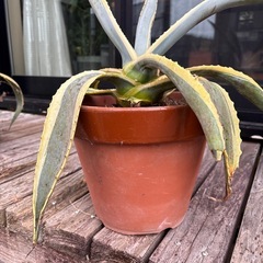 多肉植物:【A】アガベ　アメリカーナ錦　覆輪*幅60cm×高さの画像