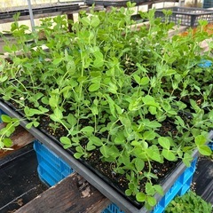 スナップエンドウ苗「スナック」の画像