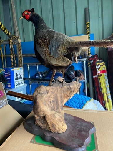 キジ？剥製 中古w キジの剥製差し上げます。 (nrecycles) 舞浜のその他の中古あげます