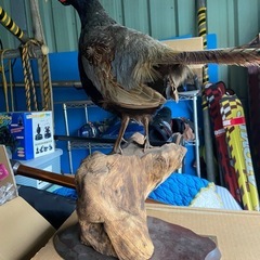 キジの剥製差し上げます。の画像