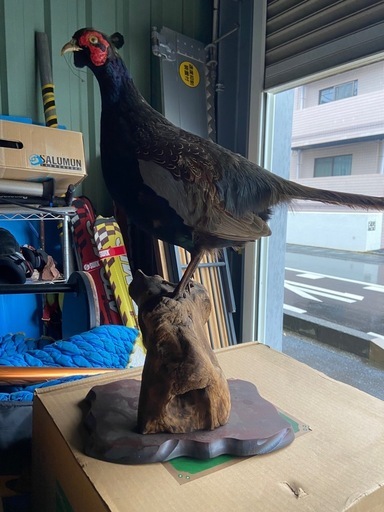 キジの剥製 きじの剥製