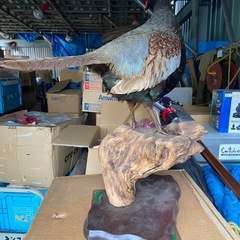 キジの剥製差し上げます。の画像